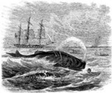 The pursuit of a Sperm Whale - www.WhalingCity.net